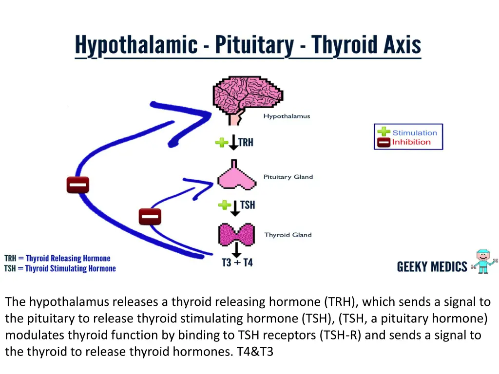the hypothalamus releases a thyroid releasing