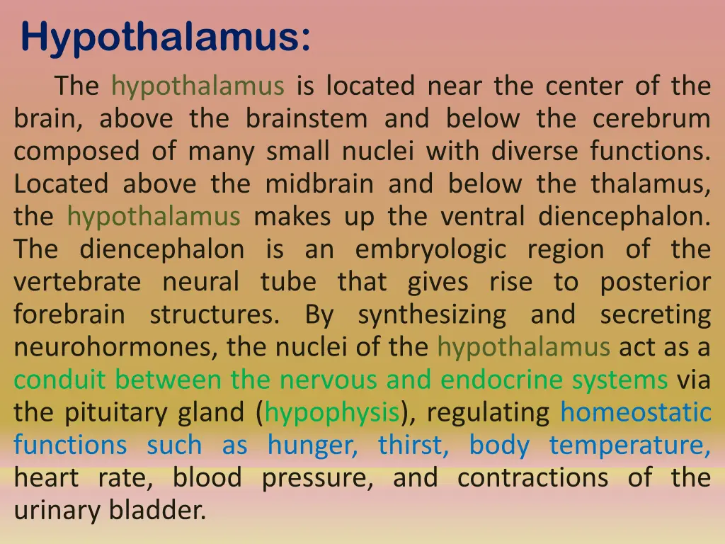 hypothalamus the hypothalamus is located near