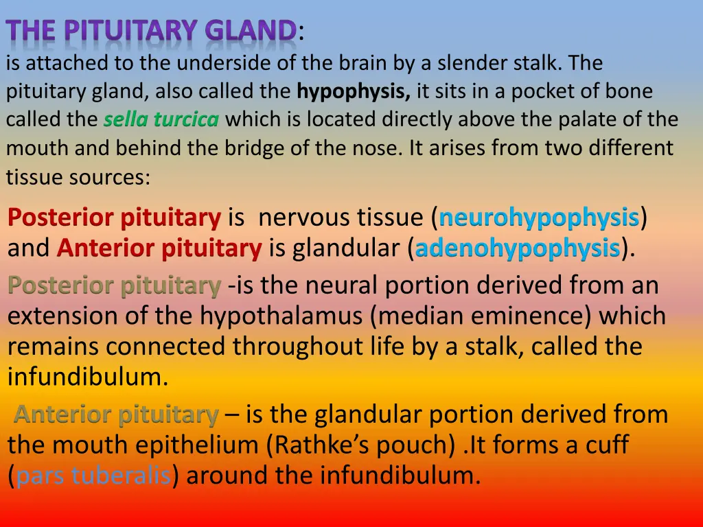 the pituitary gland is attached to the underside