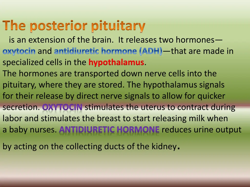 the posterior pituitary