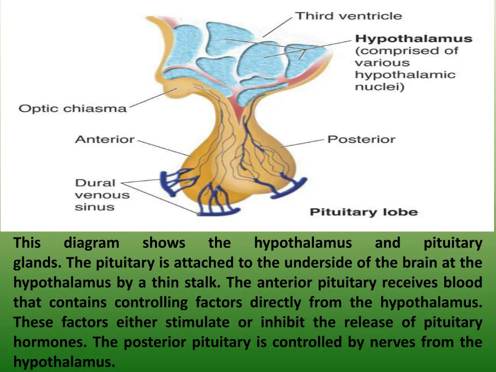 this glands the pituitary is attached