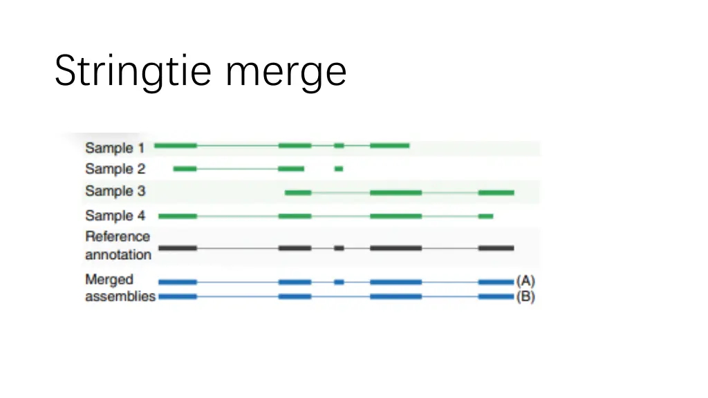 stringtie merge