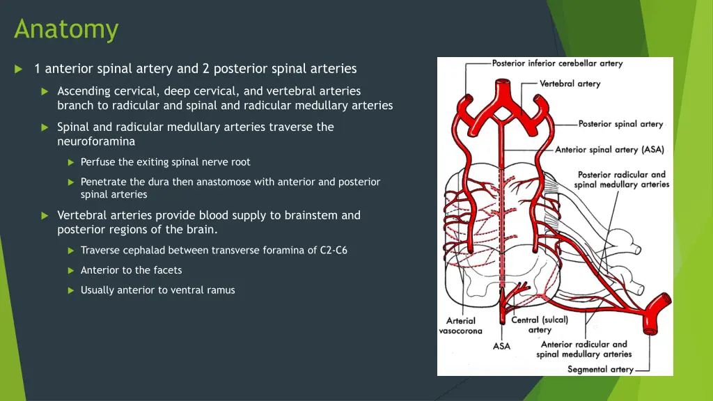 anatomy