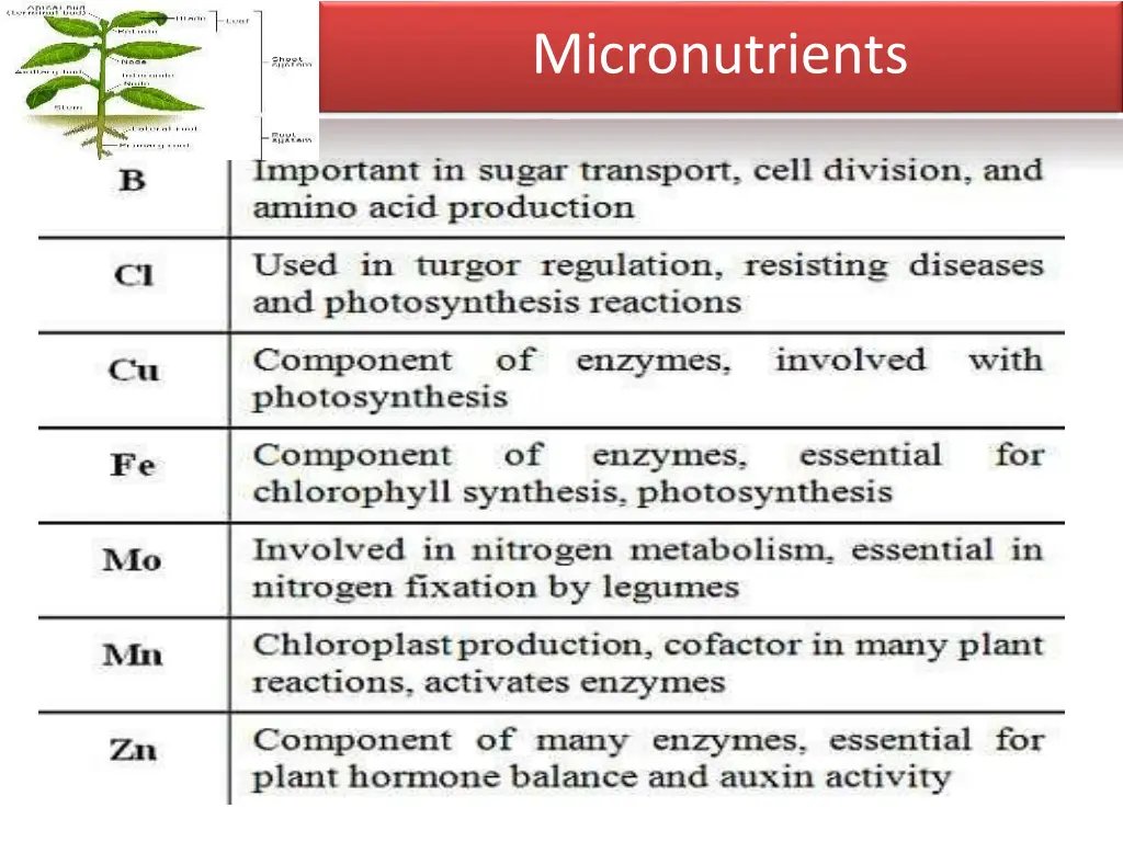 micronutrients