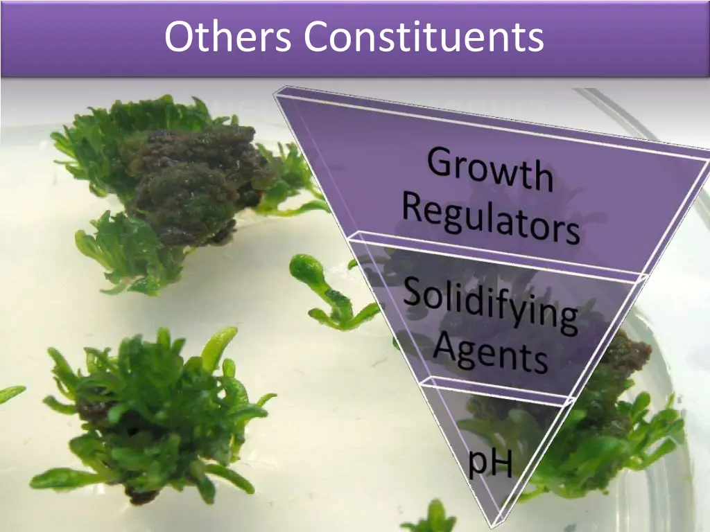 others constituents