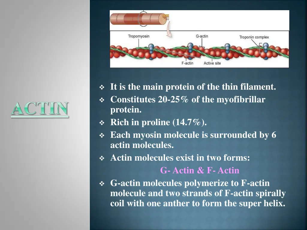 it is the main protein of the thin filament
