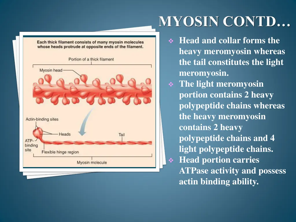 myosin contd