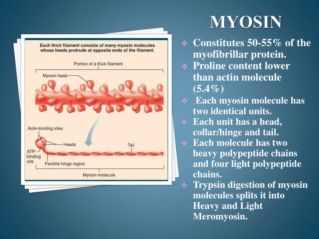 myosin