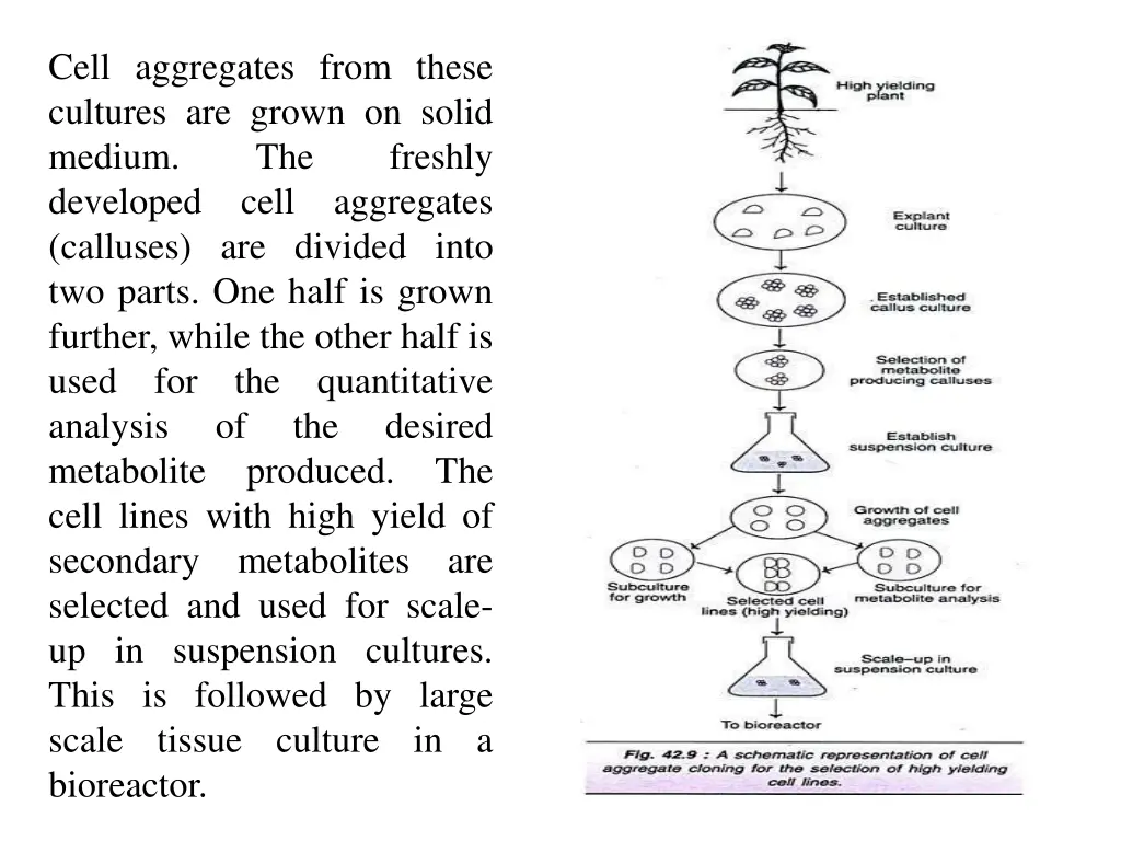 cell aggregate cloning 1