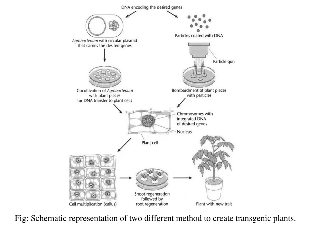 fig schematic representation of two different