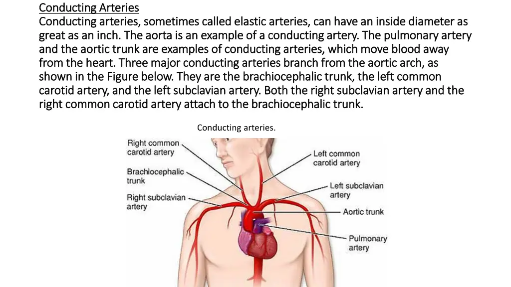 conducting arteries conducting arteries