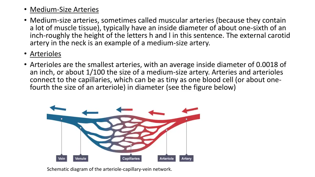 medium size arteries medium size arteries