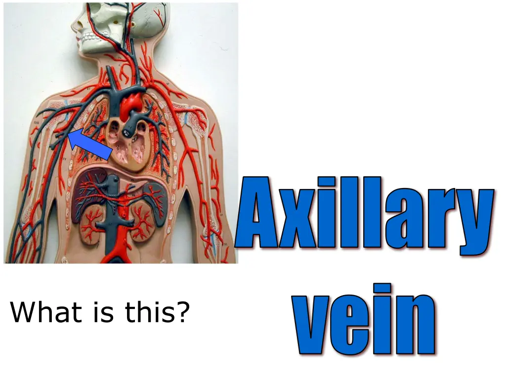 axillary