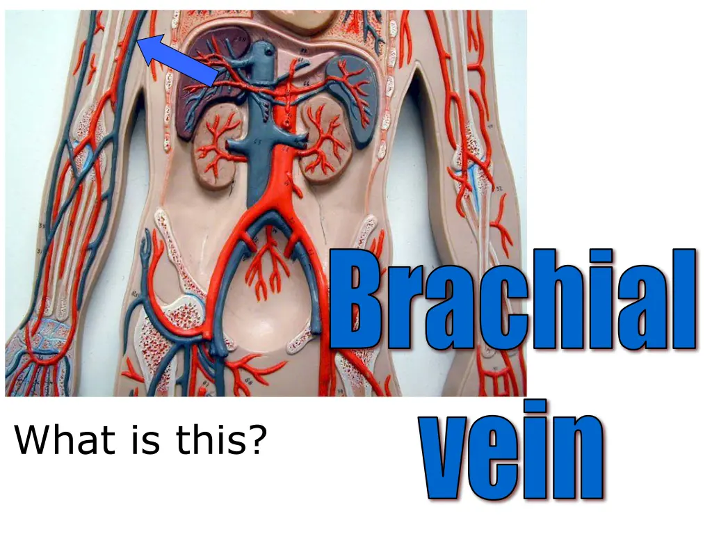 brachial