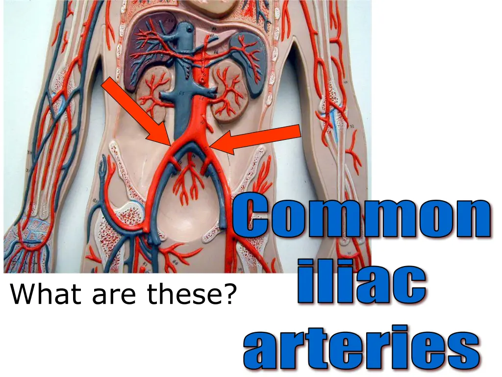 common iliac