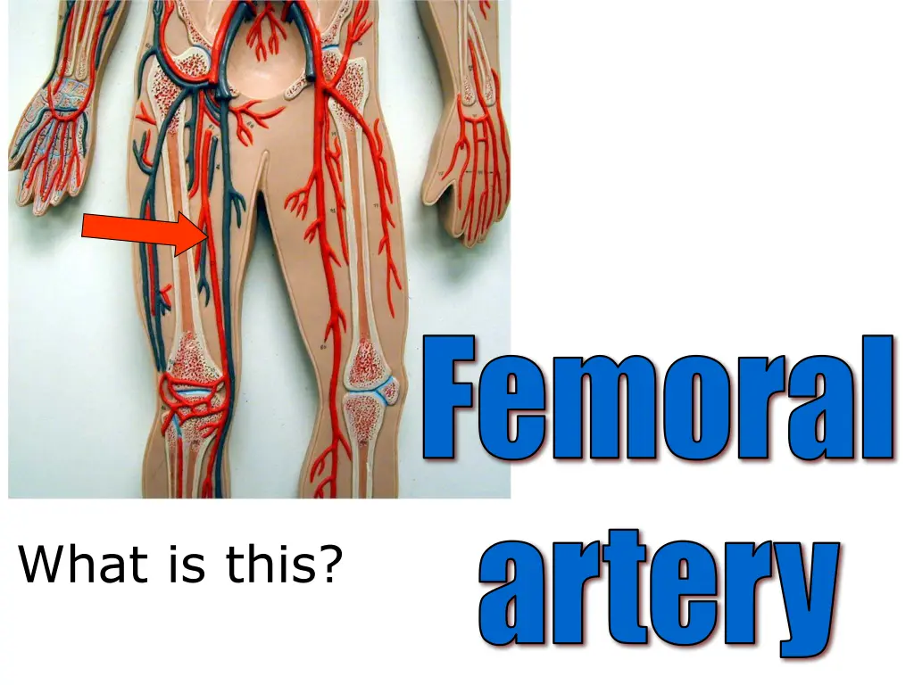 femoral