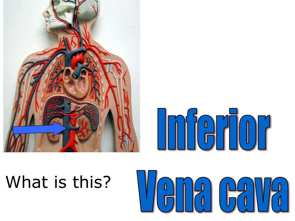 inferior