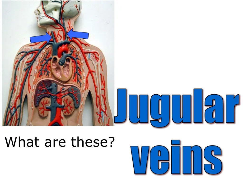 jugular