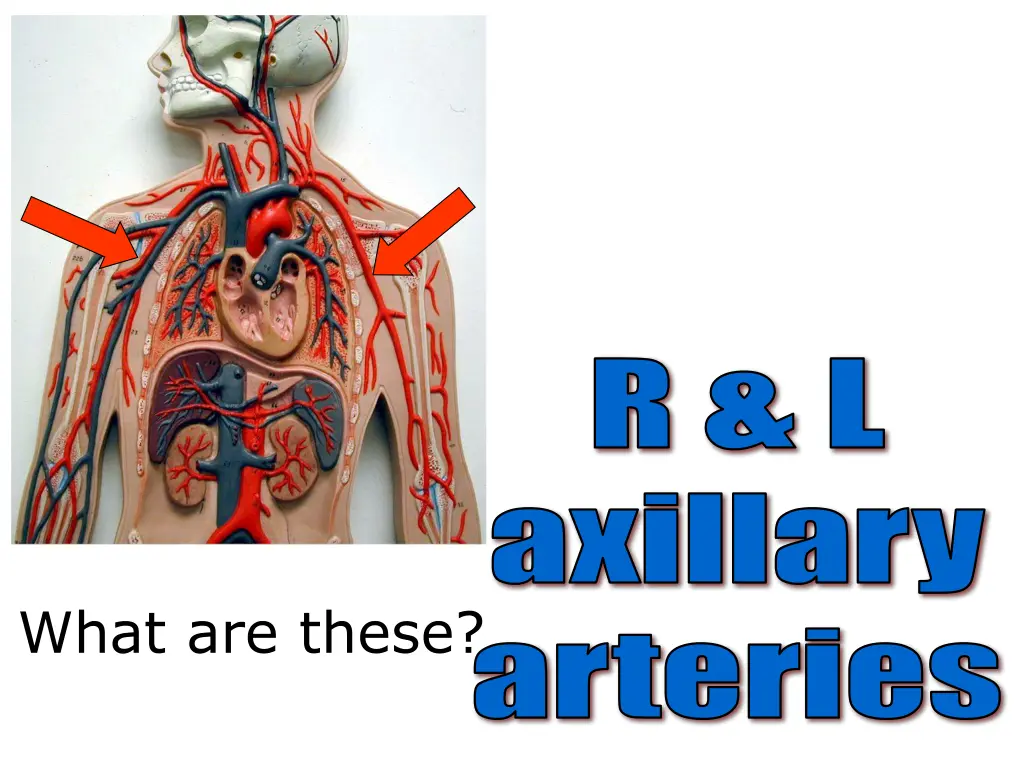 r l axillary