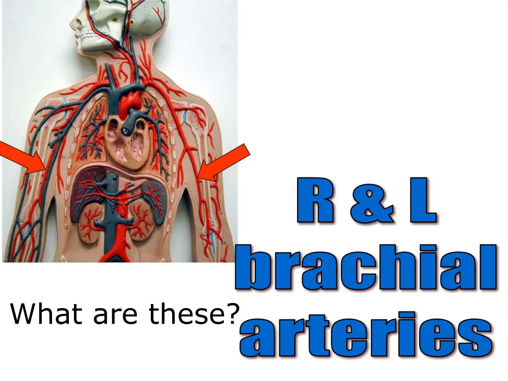 r l brachial