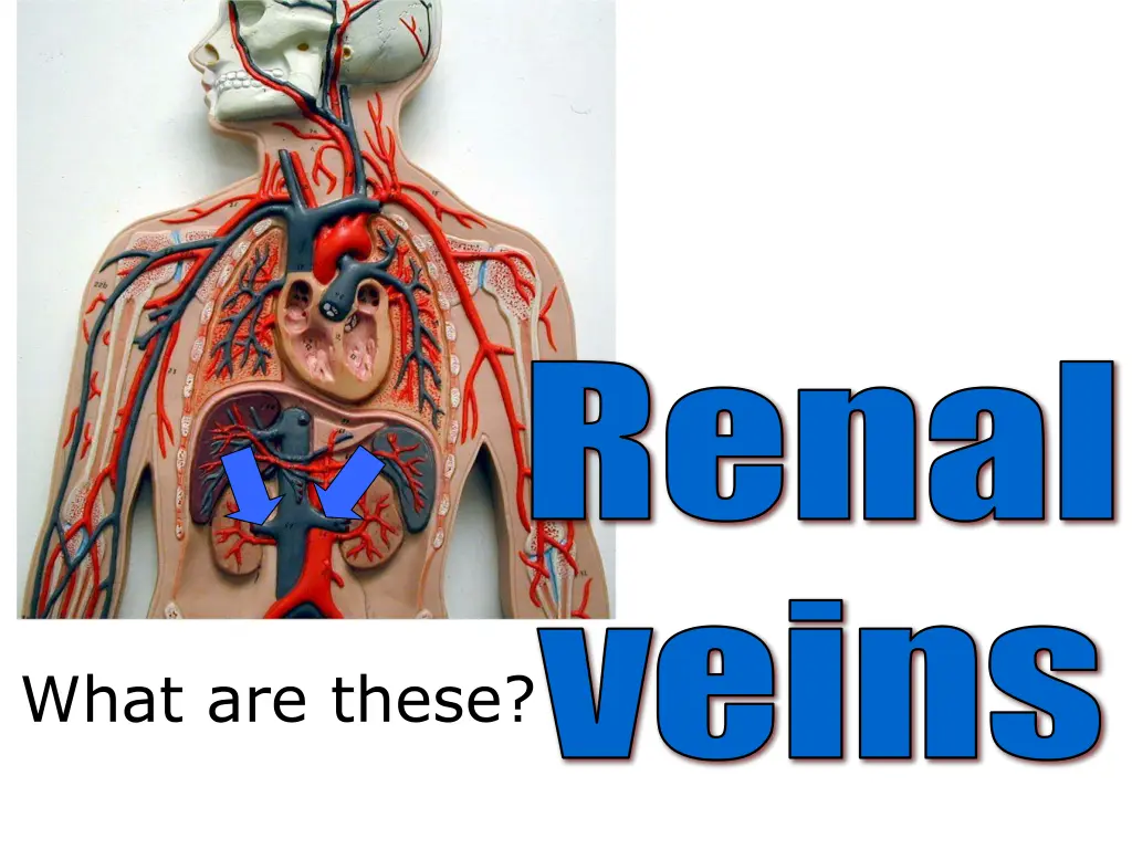renal 1