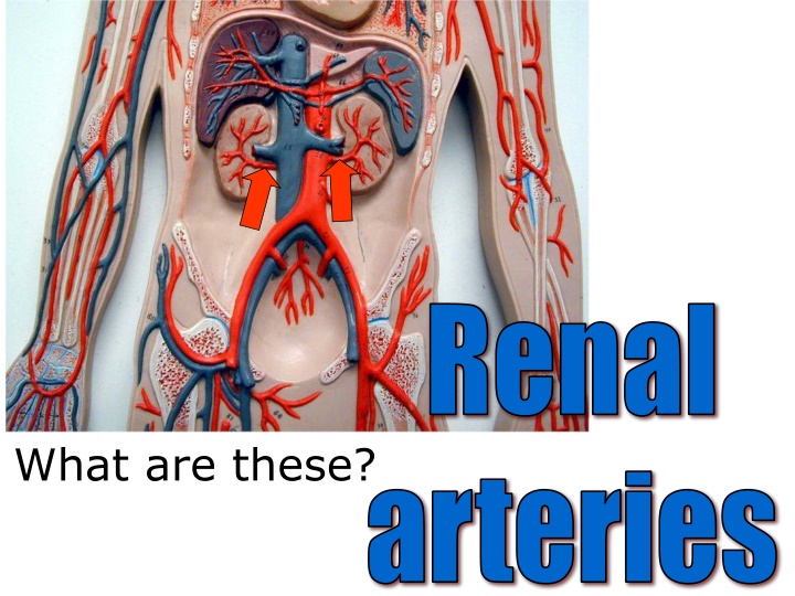 renal