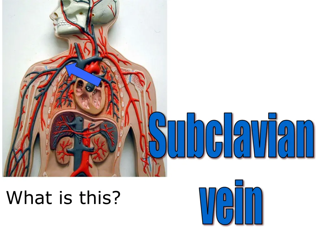 subclavian