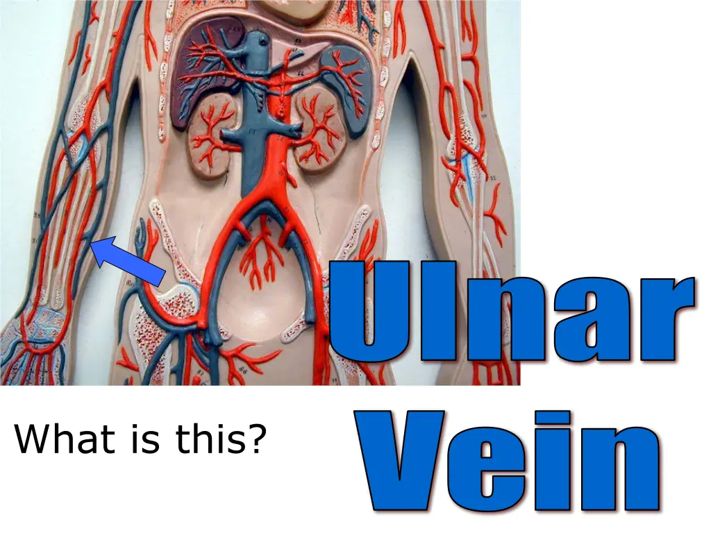 ulnar 1