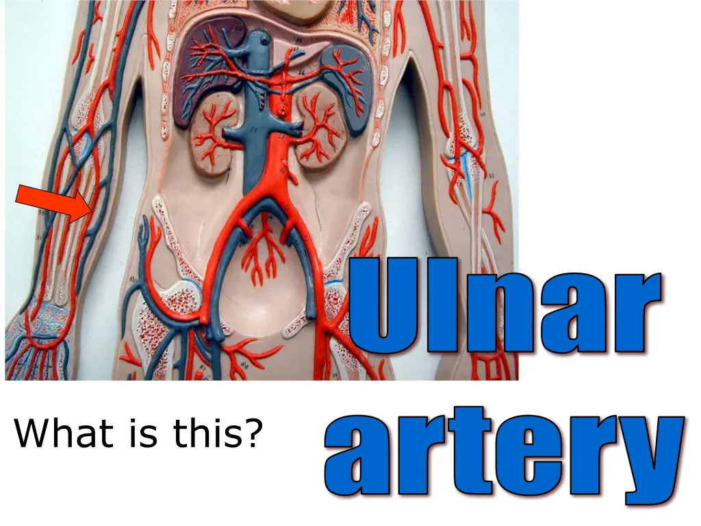 ulnar