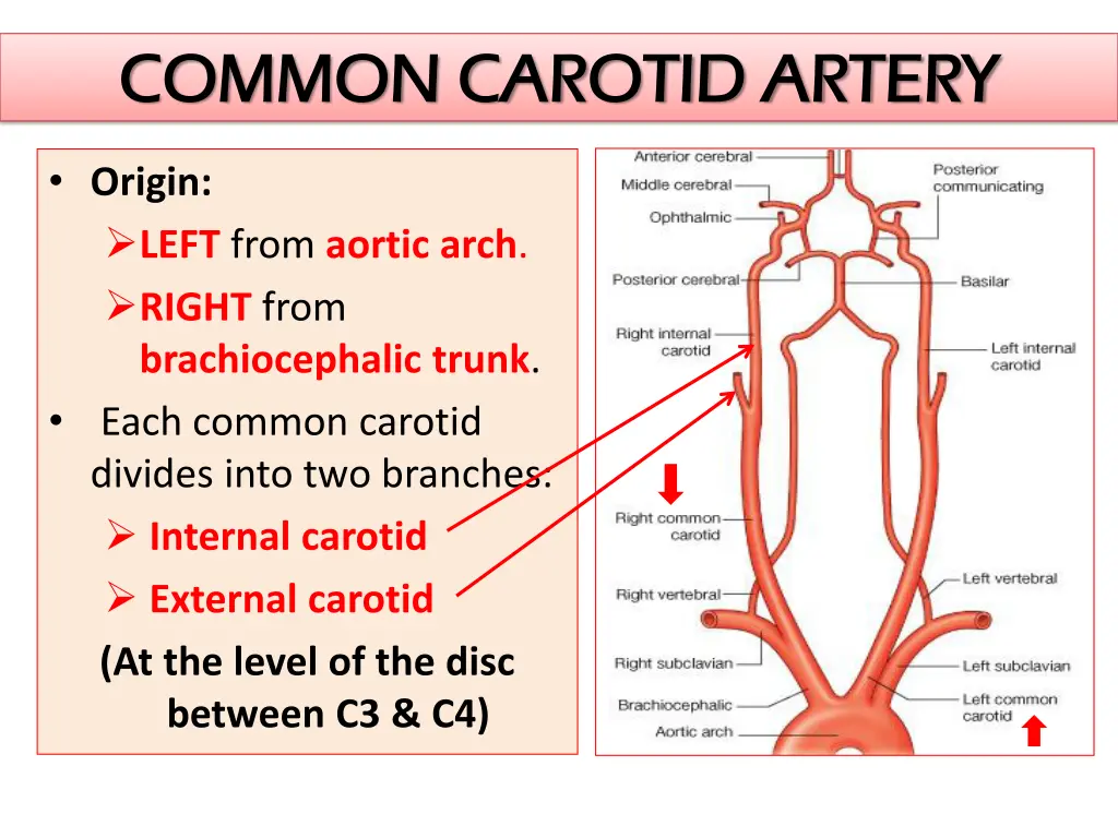 common carotid artery common carotid artery
