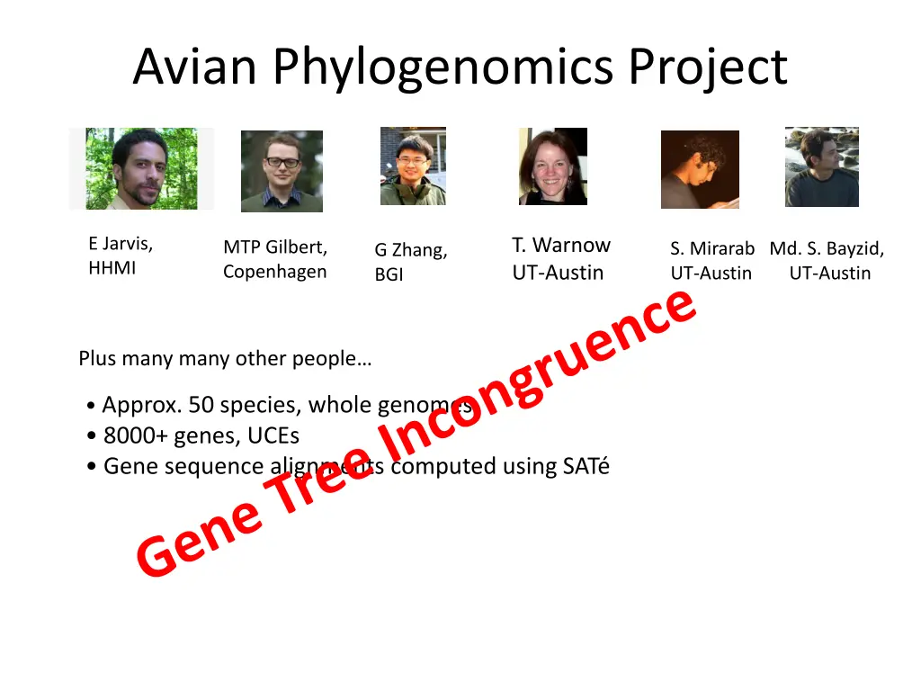 avian phylogenomics project