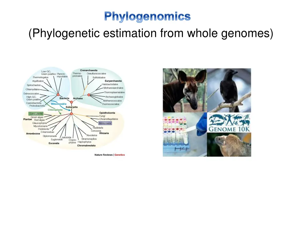 phylogenomics