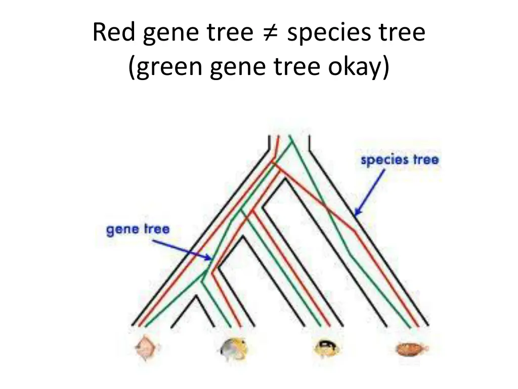 red gene tree species tree green gene tree okay