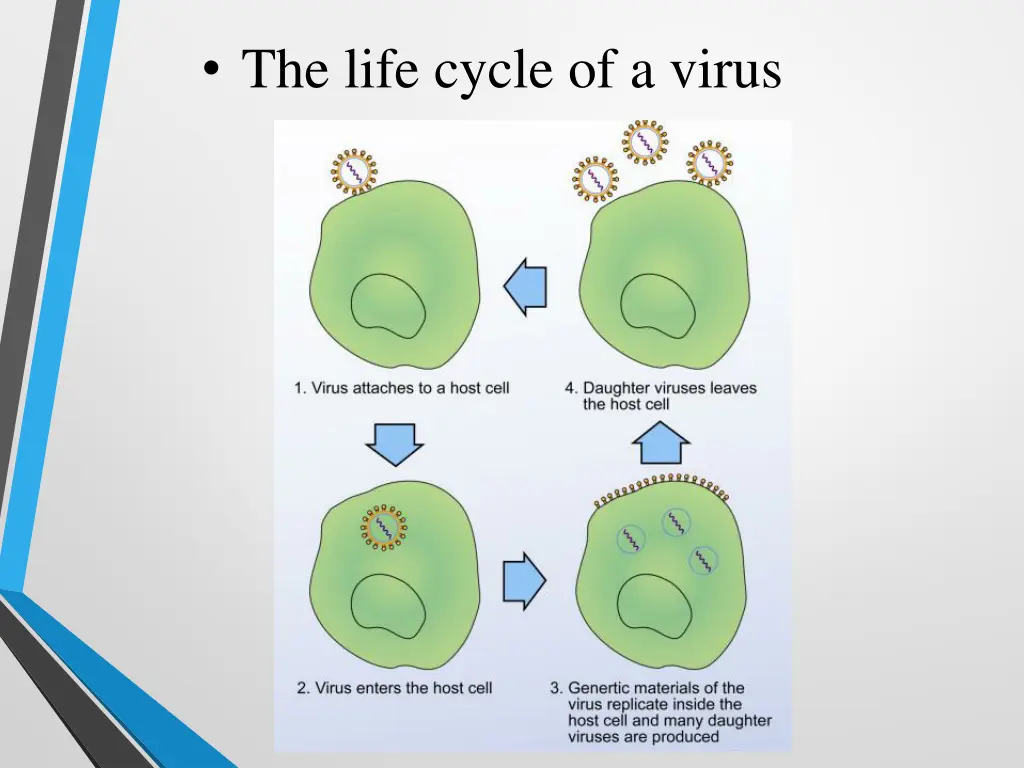 the life cycle of a virus
