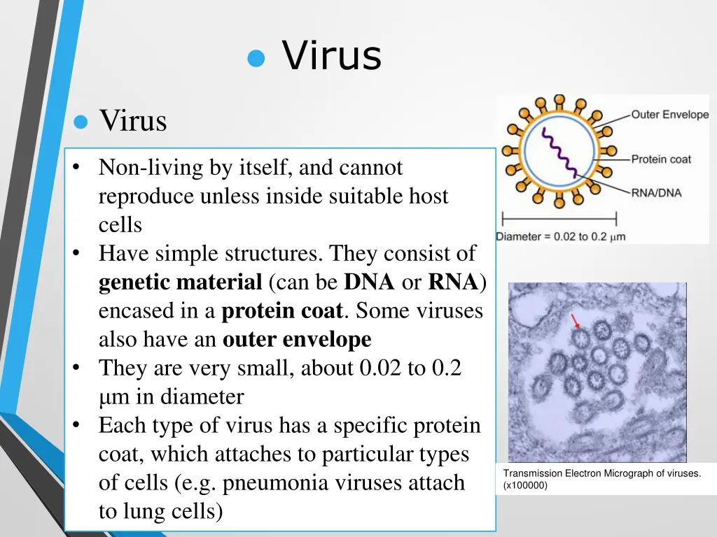 virus
