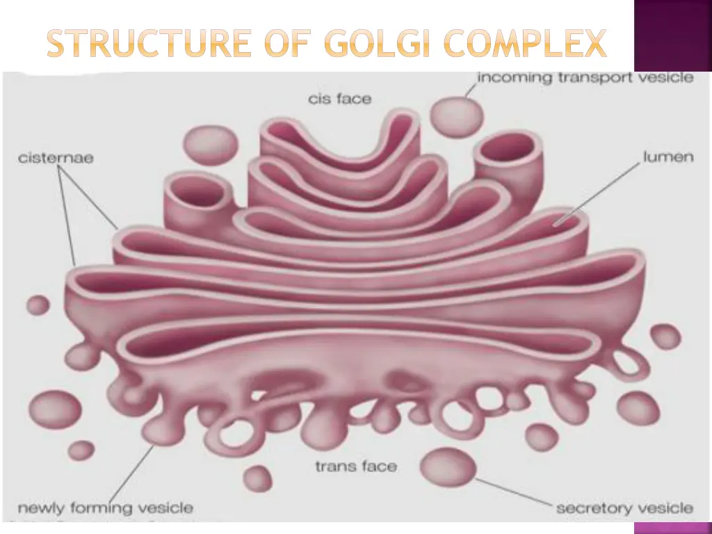 structure of golgi complex