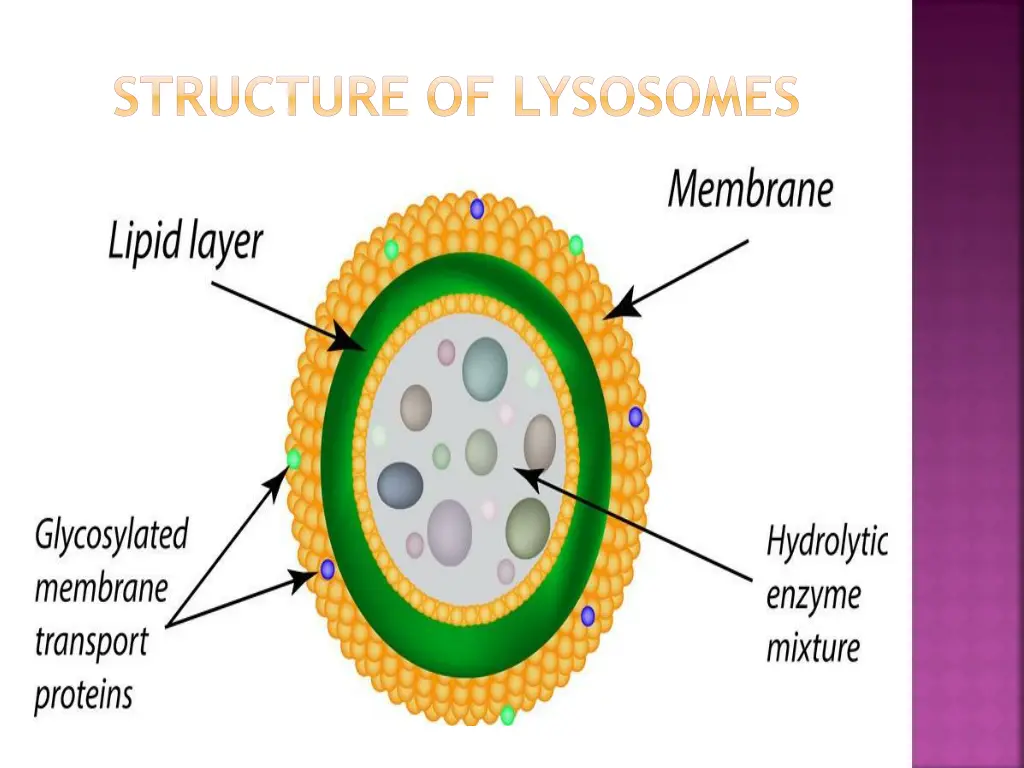 structure of lysosomes