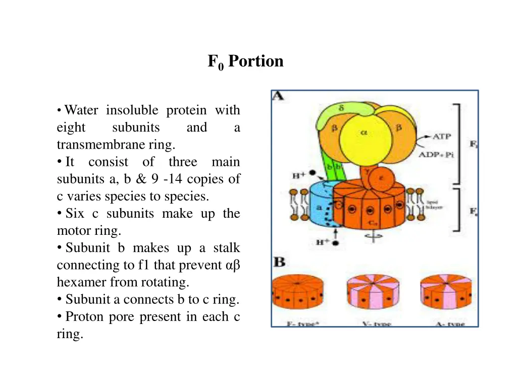 f 0 portion