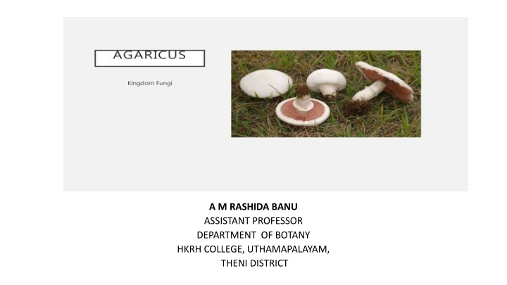 a m rashida banu assistant professor department