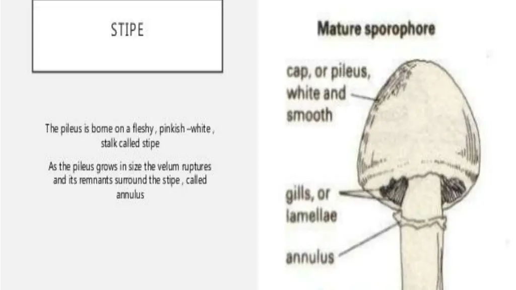 slide15
