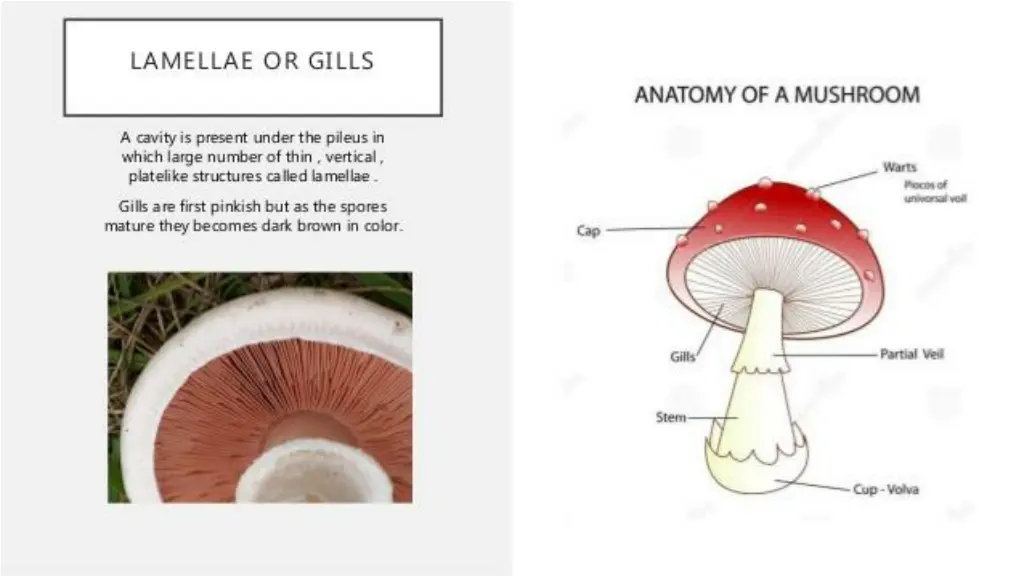 slide16
