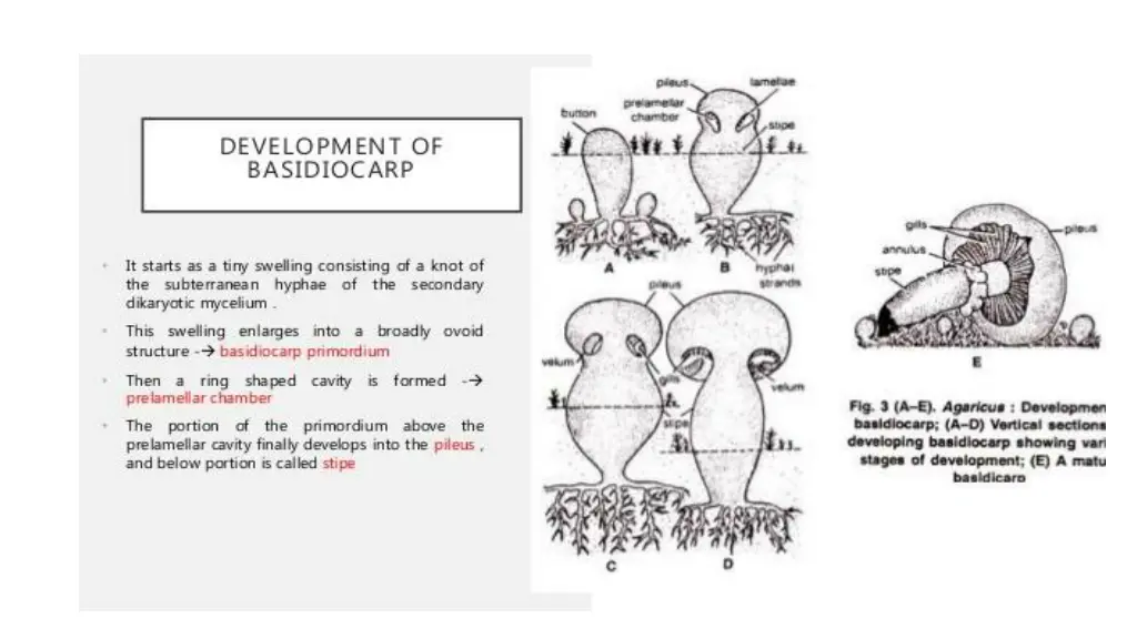 slide17