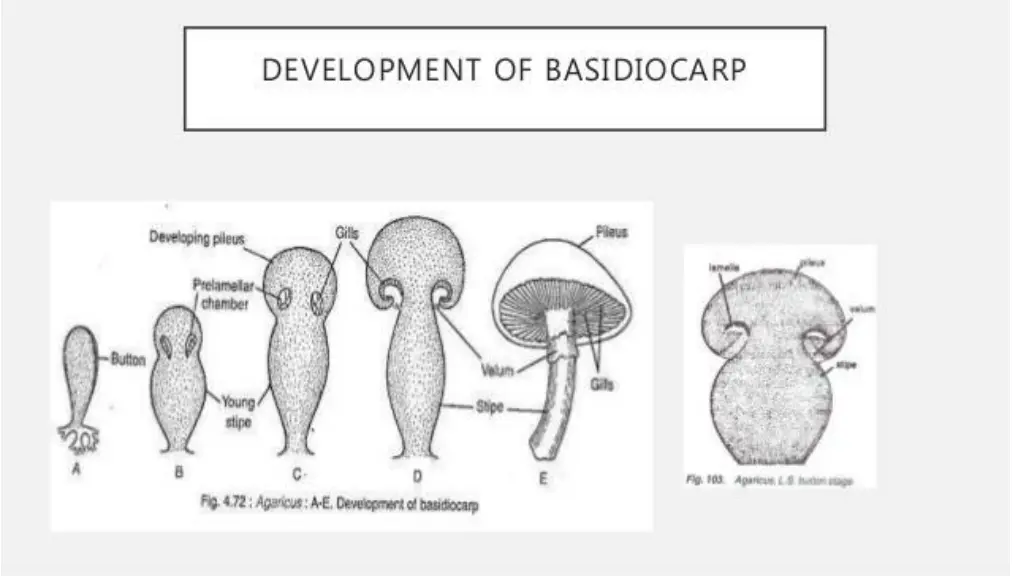slide18