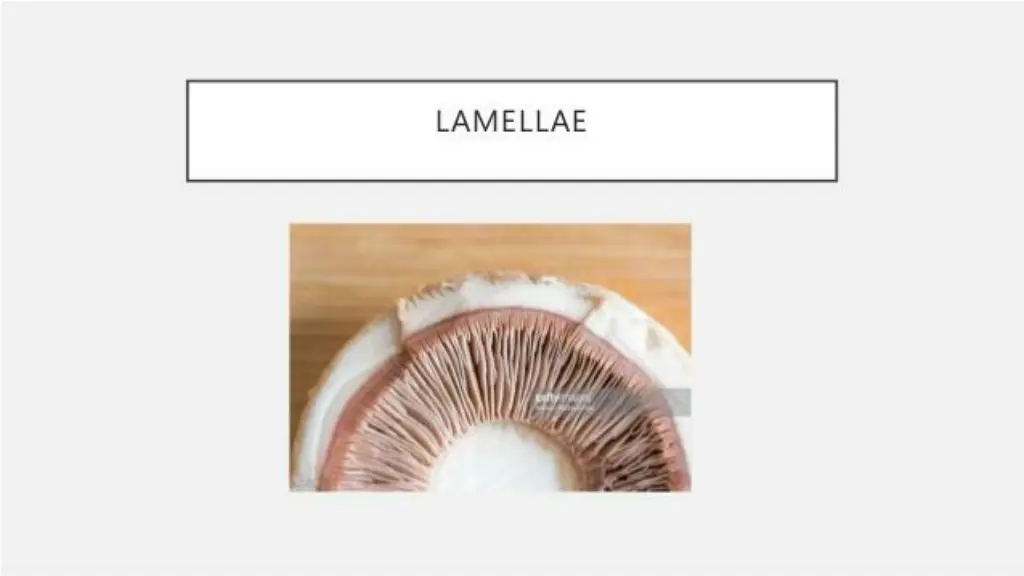 slide19