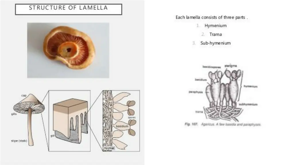 slide21