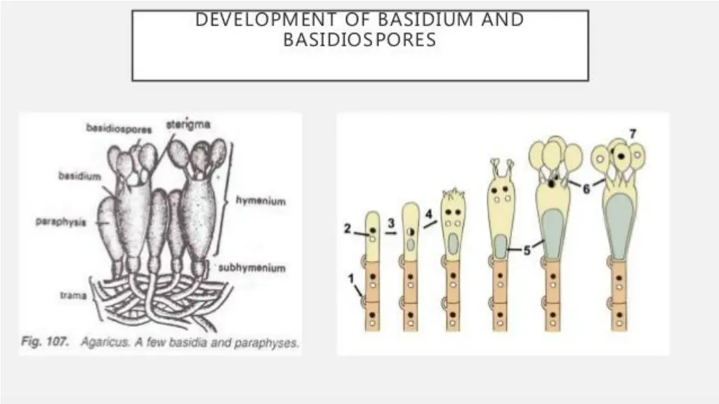 slide25