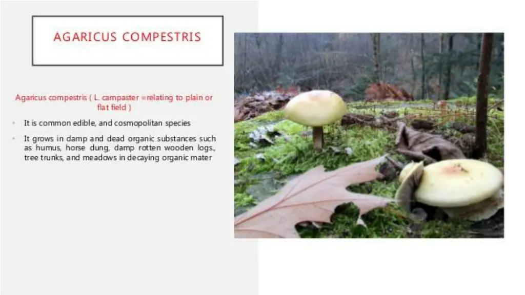 slide4
