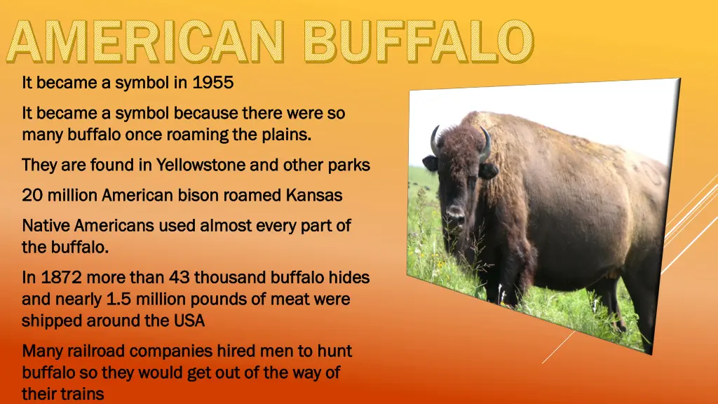 american buffalo american buffalo it became