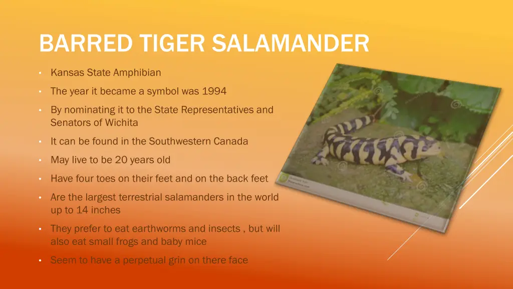 barred tiger salamander