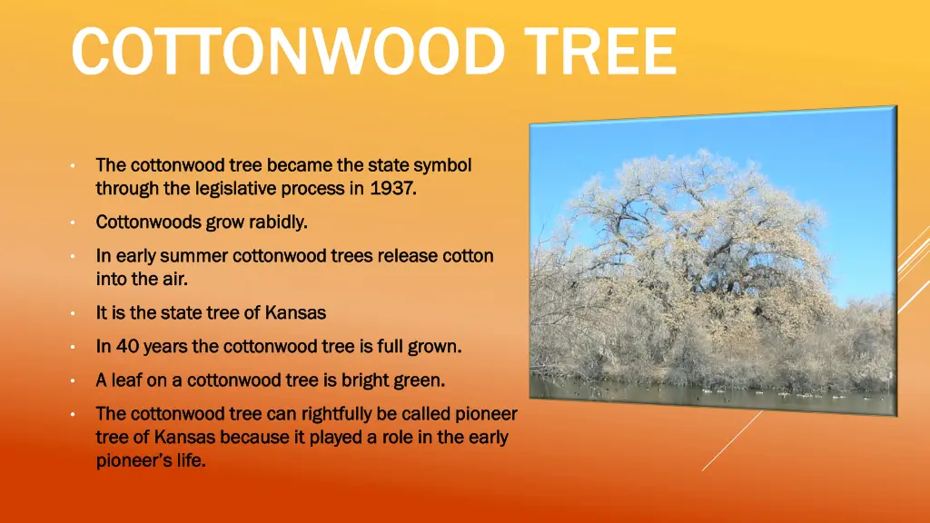 cottonwood tree